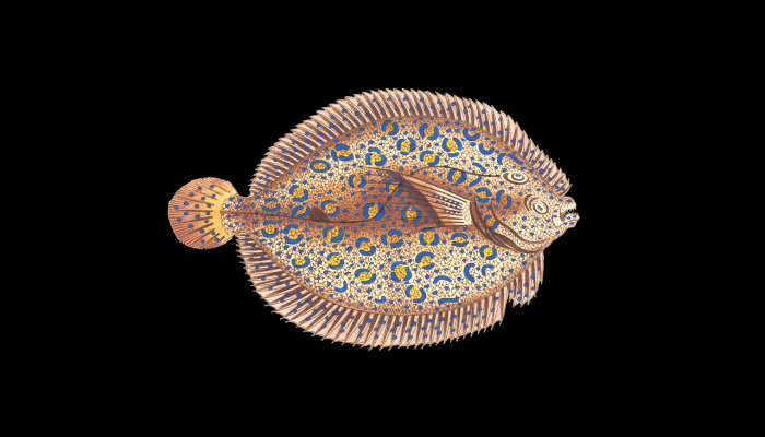 以色列附近发现了一种罕见的海洋生物,长着“钉子一样”的牙齿看它游泳 以色列附近发现了一种罕见的海洋生物,长着“钉子一样”的牙齿看它游泳