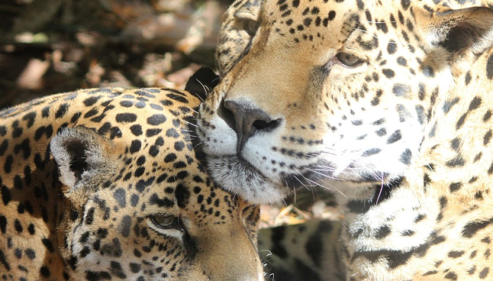玩家辅助神器：“微乐广西麻将开挂版本软件免费”(曝光透视必备猫腻)