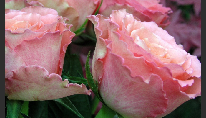 “古莱花束”在情人节前盛开,这是社区食品储藏室组织者提供的 “古莱花束”在情人节前盛开,这是社区食品储藏室组织者提供的