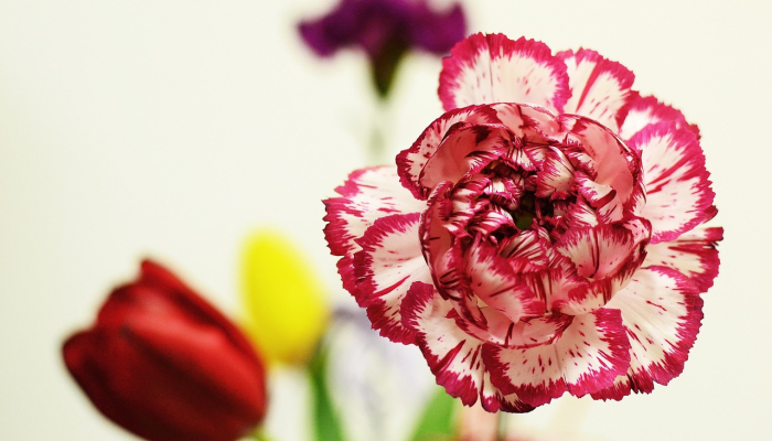 “古莱花束”在情人节前盛开,这是社区食品储藏室组织者提供的 “古莱花束”在情人节前盛开,这是社区食品储藏室组织者提供的