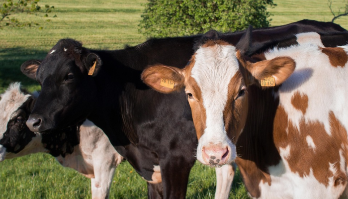 实测辅助“哈狗牛牛老是输!分享用挂教程