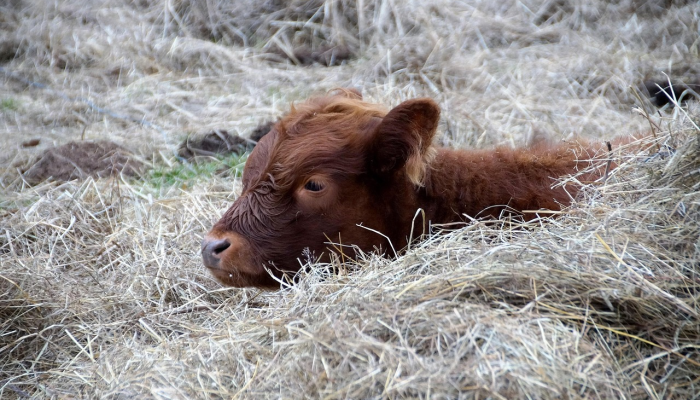 警察总长说，病毒视频案件明天将提交总检察长
