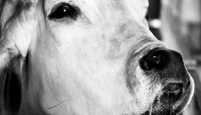 开挂辅助工具“wepokerplus透视脚本免费”(原来确实是有挂)