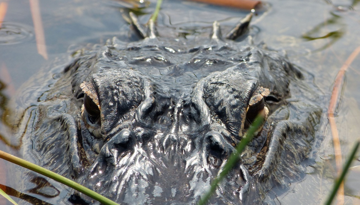 推荐一款”微乐湖南麻将有挂吗多少钱”详细开挂玩法 推荐一款”微乐湖南麻将有挂吗多少钱”详细开挂玩法