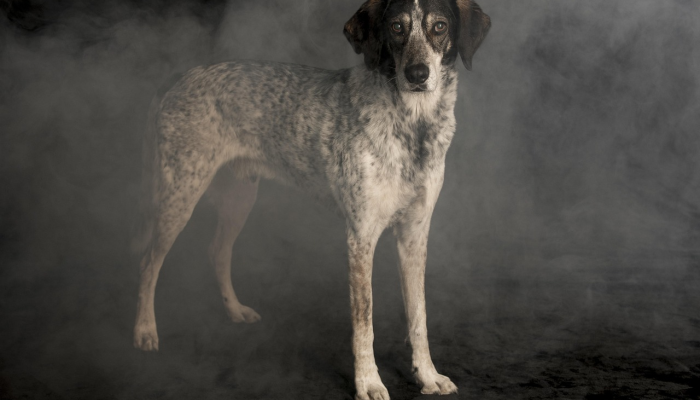 食物vs玩具——科学家揭示狗狗真正喜欢什么 食物vs玩具——科学家揭示狗狗真正喜欢什么