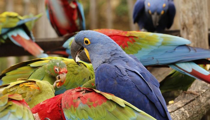 马六甲动物园表示,狮子和鸟类失踪的说法是不真实的 马六甲动物园表示,狮子和鸟类失踪的说法是不真实的