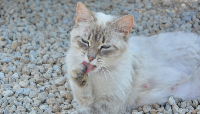 国际刑事法院因政治干预暂停斯里兰卡板球