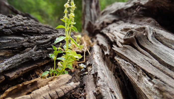 马来西亚鹰不再在树上筑巢，而是在塔上筑巢