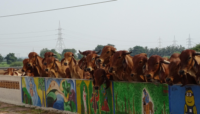 金奈洪水:学校关闭,火车取消;牛奶和饮用水短缺加剧了城市的困境 金奈洪水:学校关闭,火车取消;牛奶和饮用水短缺加剧了城市的困境