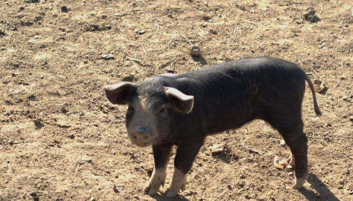 万能开挂辅助“朋友安徽麻将怎么开挂”(原来确实是有挂) 万能开挂辅助“朋友安徽麻将怎么开挂”(原来确实是有挂)
