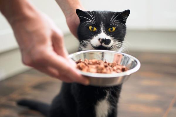 欧洲为狗和猫准备的人造肉制品