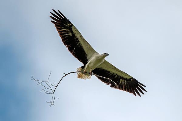 马来西亚鹰不再在树上筑巢，而是在塔上筑巢
