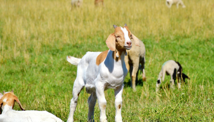 我的宠物世界:宠物不能教会孩子责任;父母做的 我的宠物世界:宠物不能教会孩子责任;父母做的