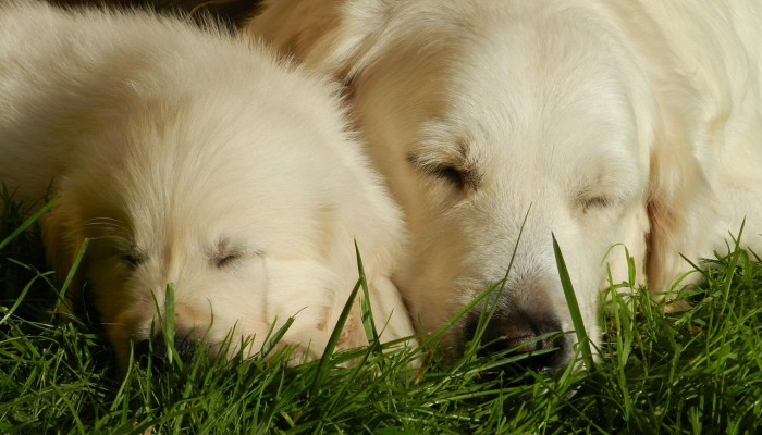 这只金毛猎犬正在印第安纳动物园照顾三只被母亲遗弃的非洲彩绘狗幼崽 这只金毛猎犬正在印第安纳动物园照顾三只被母亲遗弃的非洲彩绘狗幼崽