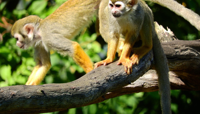 猴痘感染在18岁以下儿童和青少年中罕见 猴痘感染在18岁以下儿童和青少年中罕见