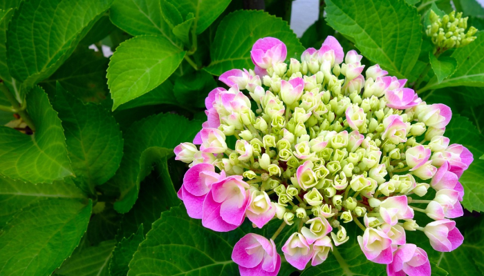 玩家辅助神器:“南丰数刀有挂吗”分享用挂教程 玩家辅助神器:“南丰数刀有挂吗”分享用挂教程