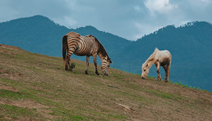 马哈拉施特拉邦政府致力于解决农民问题，马拉地保留地：Ajit Pawar在议会