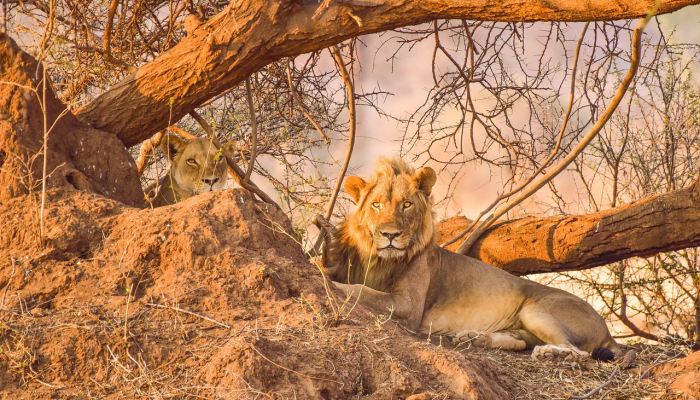 在与Hybe的纠纷中,ADOR将于周五召开董事会 在与Hybe的纠纷中,ADOR将于周五召开董事会