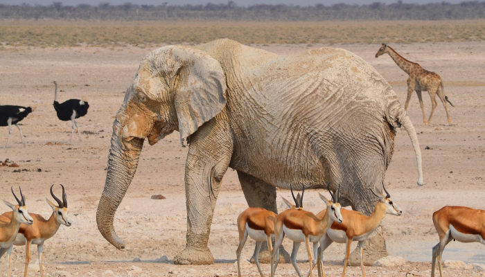 随着选举的临近,回到南非非国大的“斗争” 随着选举的临近,回到南非非国大的“斗争”