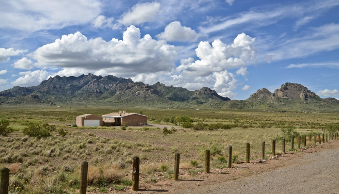 新墨西哥州吉拉荒野将射杀野牛：林业局