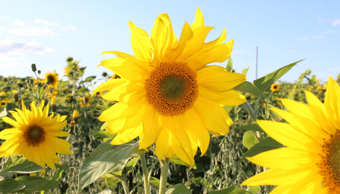 科罗拉多州一名男子中了彩票大奖，为妻子买了一个西瓜和鲜花