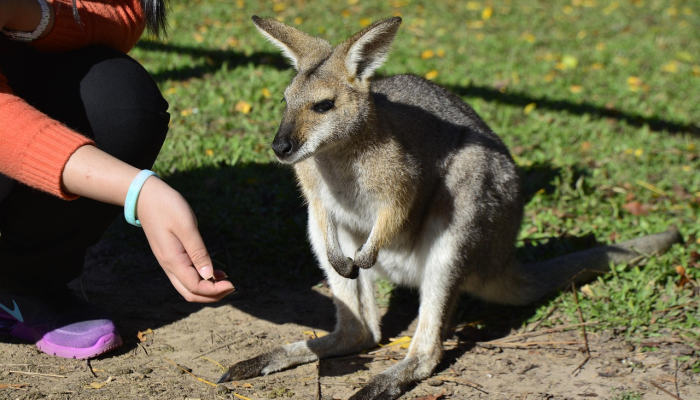 欧盟立法者投票削减杀虫剂的使用