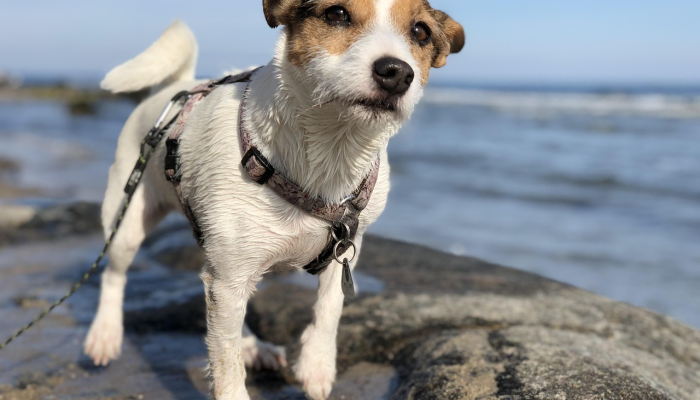 教程辅助!“娱网麻将怎么开挂”分享用挂教程 教程辅助!“娱网麻将怎么开挂”分享用挂教程