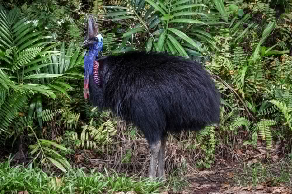 澳大利亚可怕的“恐龙鸟”即将灭绝