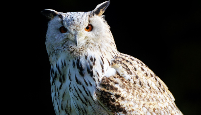 美国将宇航员重返月球的计划推迟到2026年