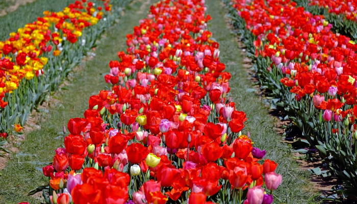 鲜花与色彩展览在卡塔拉开幕 鲜花与色彩展览在卡塔拉开幕