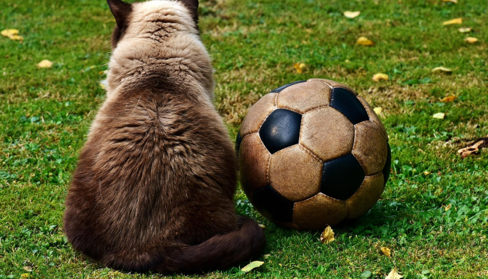 玩家必看教程“微乐河北麻将万能挂免费下载”开挂(透视)辅助教程 玩家必看教程“微乐河北麻将万能挂免费下载”开挂(透视)辅助教程