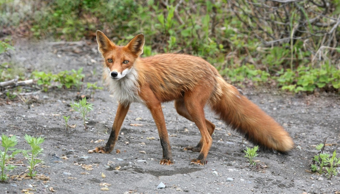 小袋鼠队的胜利保住了世界杯渺茫的希望