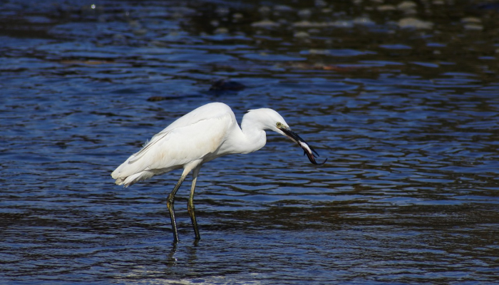 非法野生动物贸易已成为“世界上最大的犯罪活动之一”