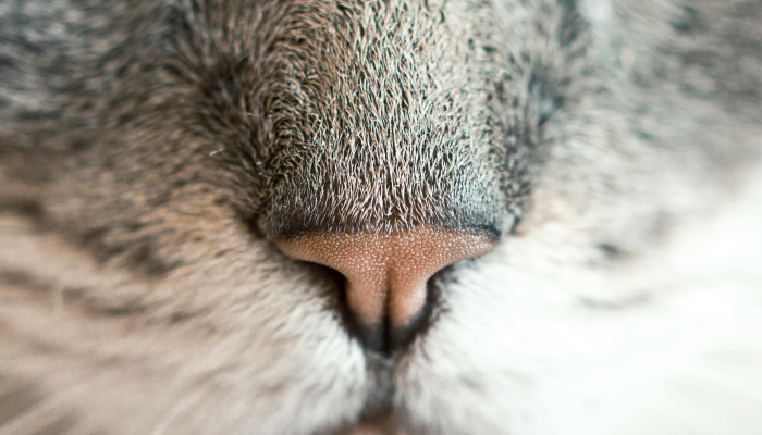 什么是藐视国会？以下是你应该知道的