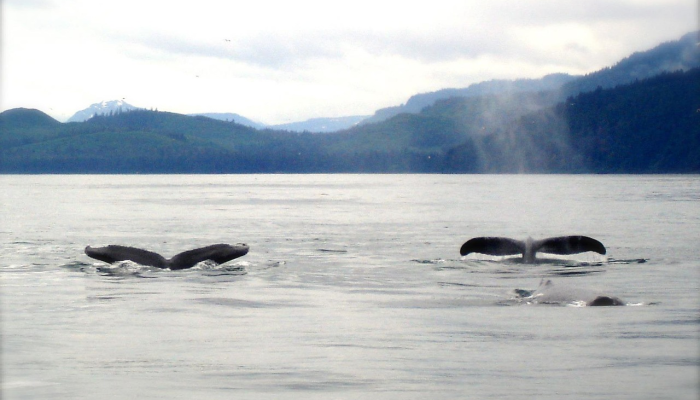 海洋委员会:鲸鱼死亡与风力准备工作无关 海洋委员会:鲸鱼死亡与风力准备工作无关