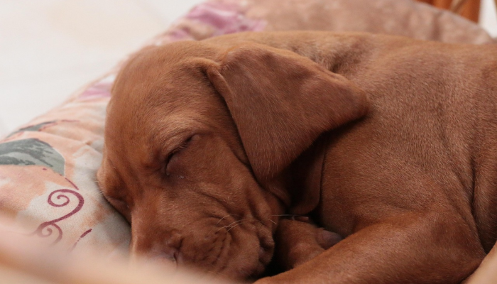 最新研究表明，任何活动——甚至睡觉——都比坐着对心脏更好