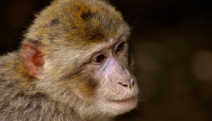 美国提议将木鹳从濒危物种名单中移除 美国提议将木鹳从濒危物种名单中移除