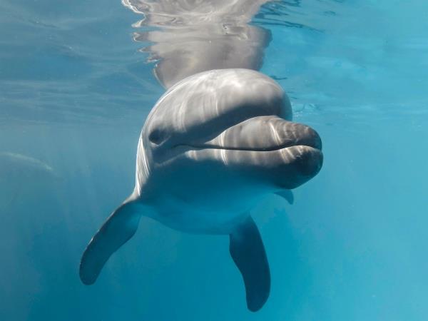 自乌克兰战争开始以来，黑海已有700多只海豚死亡