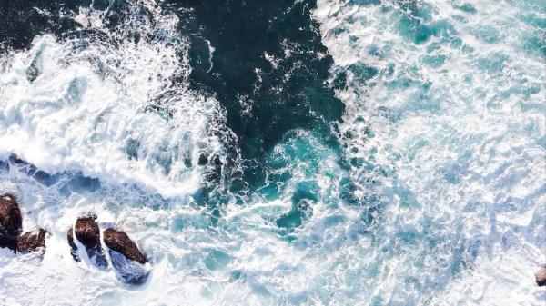 成千上万的“不寻常的游客”在加利福尼亚海岸附近的水域巡游看一看