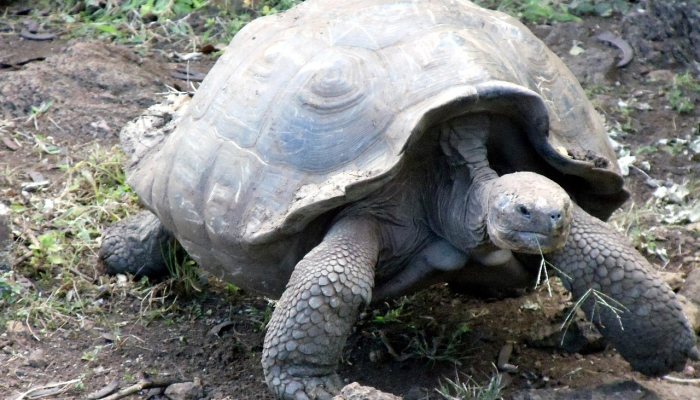 在加拿大,划船的人看到了罕见的濒危“温柔巨人”“最神奇的事情” 在加拿大,划船的人看到了罕见的濒危“温柔巨人”“最神奇的事情”