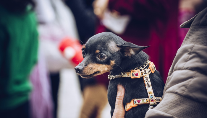 《哈利·波特》中的角色变成了音乐节上的奇葩动物