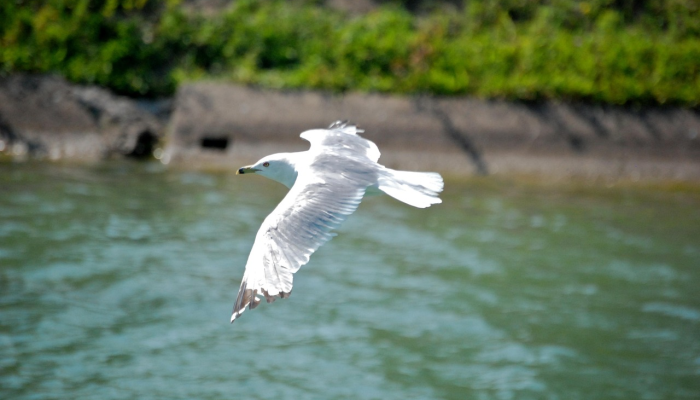 海阔凭鱼跃天高任鸟飞,海阔凭鱼跃,天高任鸟飞 是一句广为流传的谚语,它表达了对自由、广阔空间的向往,以及对于无限可能性的憧憬 海阔凭鱼跃天高任鸟飞,海阔凭鱼跃,天高任鸟飞 是一句广为流传的谚语,它表达了对自由、广阔空间的向往,以及对于无限可能性的憧憬