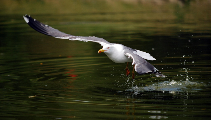 海阔凭鱼跃天高任鸟飞,海阔凭鱼跃,天高任鸟飞 是一句广为流传的谚语,它表达了对自由、广阔空间的向往,以及对于无限可能性的憧憬 海阔凭鱼跃天高任鸟飞,海阔凭鱼跃,天高任鸟飞 是一句广为流传的谚语,它表达了对自由、广阔空间的向往,以及对于无限可能性的憧憬