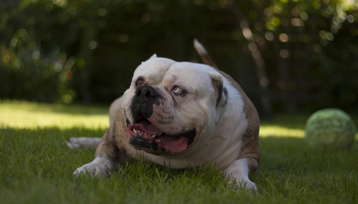 玩家必看教程“哈狗麻将开挂是怎么开的”其实确实有挂