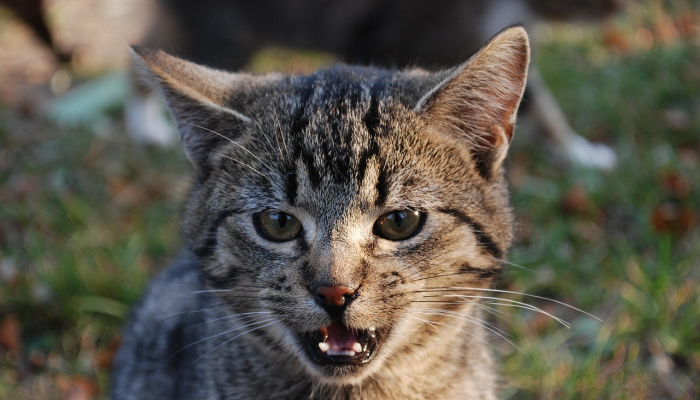 玩家必看教程“哈狗麻将开挂是怎么开的”其实确实有挂 玩家必看教程“哈狗麻将开挂是怎么开的”其实确实有挂