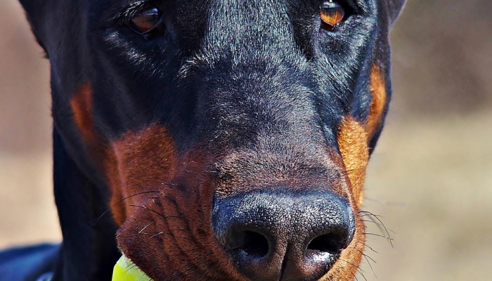 辅助神器“随意玩拼三张怎么能赢”其实确实有挂