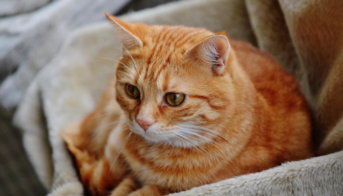 玩家辅助神器：“微乐河北麻将万能开挂器通用版”(曝光透视必备猫腻)