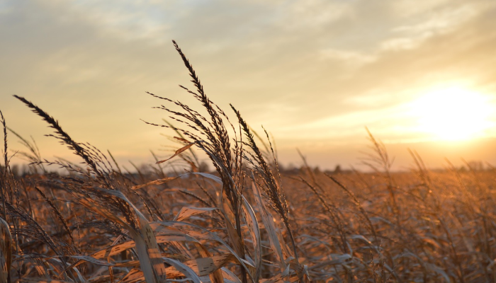 玉米田到油井：阿米特·沙阿说政府应该把玉米种植者和乙醇工厂联系起来