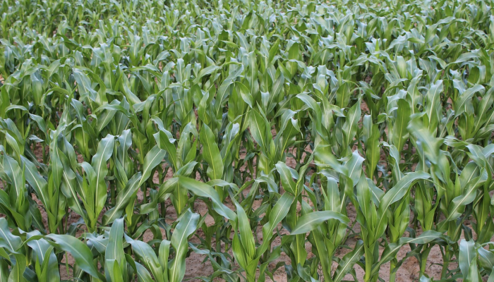 玉米田到油井：阿米特·沙阿说政府应该把玉米种植者和乙醇工厂联系起来