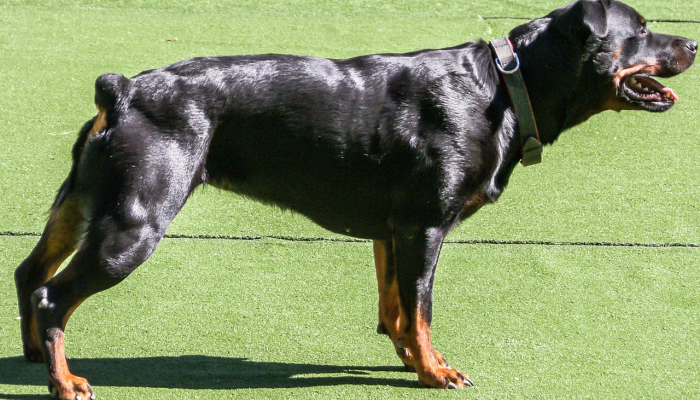 蛇、蜥蜴和甜点在马来西亚第一家爬行动物咖啡馆相遇 蛇、蜥蜴和甜点在马来西亚第一家爬行动物咖啡馆相遇